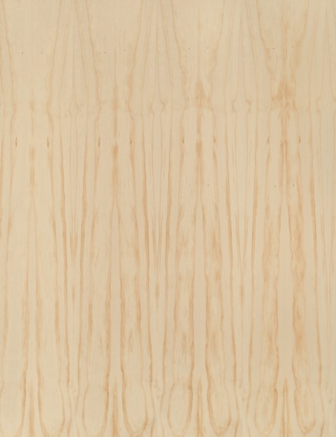 Radiata Pine