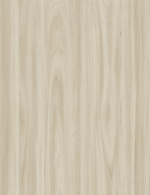 Coastal Elm