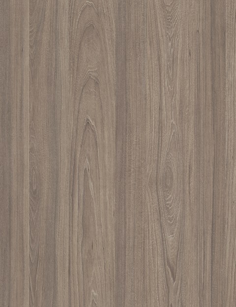 Dusky Elm