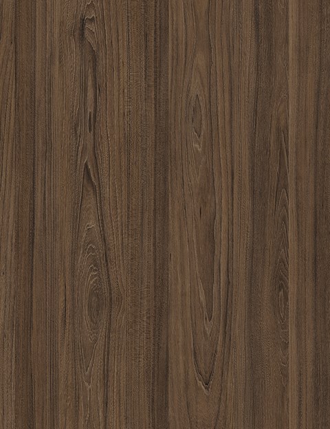 Tasman Elm