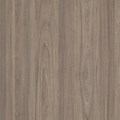 Dusky Elm